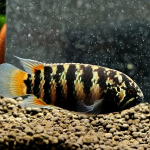 Nannacara adoketa