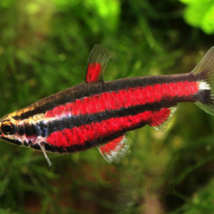 Nannostomus rubrocaudatus