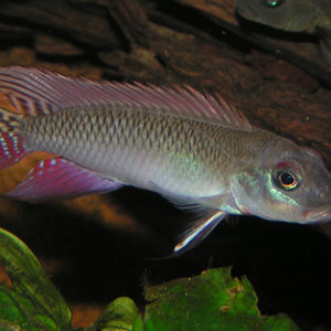 Nanochromis parilus