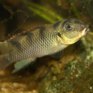 Nanochromis transvestitus