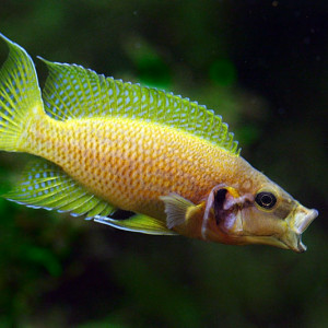 Neolamprologus helianthus