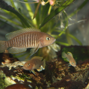 Neolamprologus multifasciatus