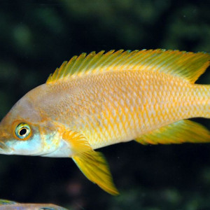 Neolamprologus mustax