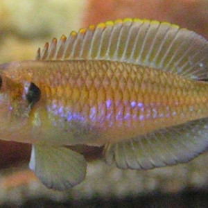 Neolamprologus ocellatus