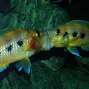 Neolamprologus sexfasciatus