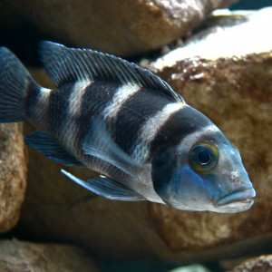 Neolamprologus tretocephalus