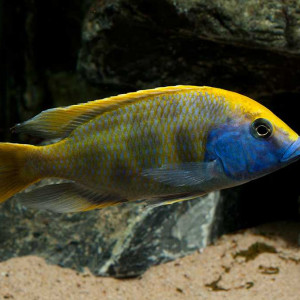 Nimbochromis venustus