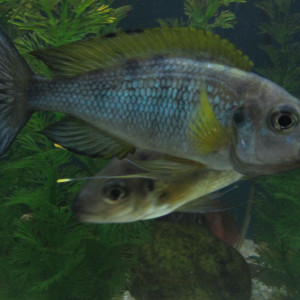 Ophthalmotilapia ventralis