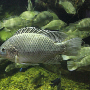 Oreochromis mossambicus