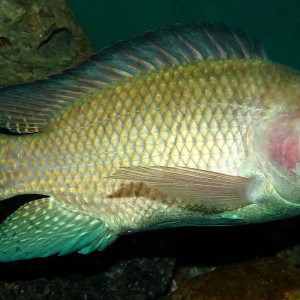 Oreochromis niloticus niloticus