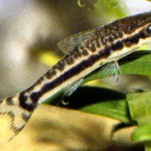 Otocinclus huaorani