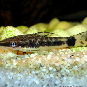 Otocinclus macrospilus