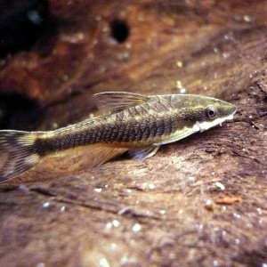 Otocinclus mura