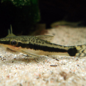 Otocinclus vittatus