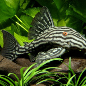 Panaque nigrolineatus