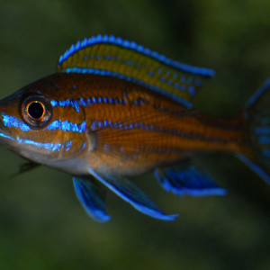 Paracyprichromis nigripinnis