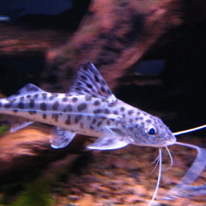 Pimelodus pictus