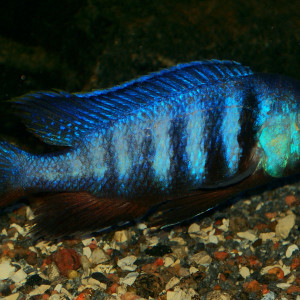 Placidochromis electra