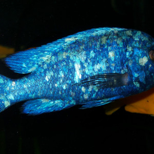 Placidochromis phenochilus