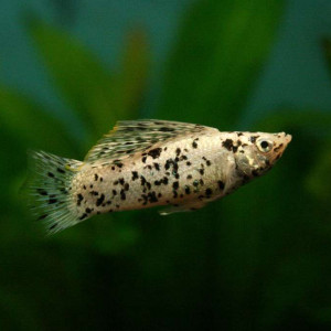 Poecilia latipinna