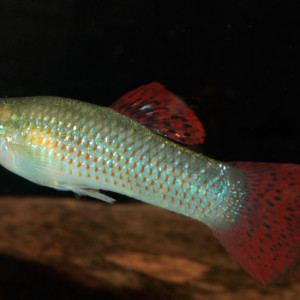 Poecilia salvatoris