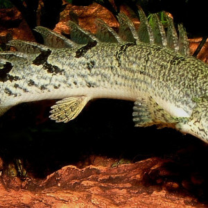 Polypterus delhezi