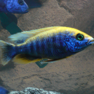 Protomelas spilonotus