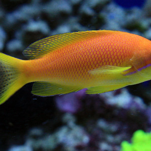 Pseudanthias squamipinnis