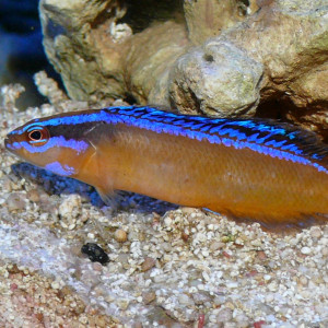 Pseudochromis aldabraensis