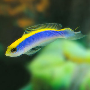 Pseudochromis flavivertex