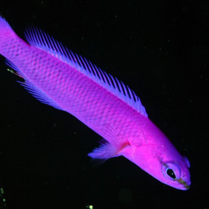 Pseudochromis fridmani