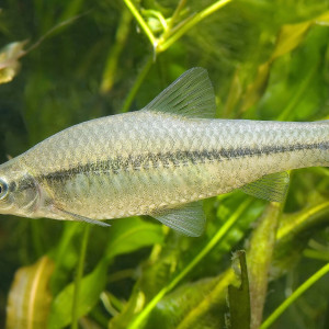 Pseudorasbora parva