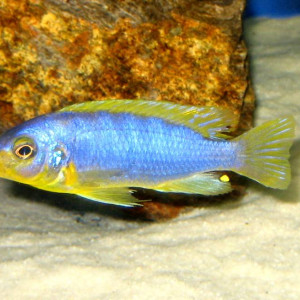 Pseudotropheus aurora