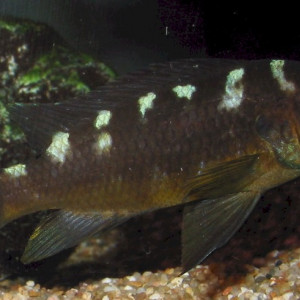 Pseudotropheus crabro