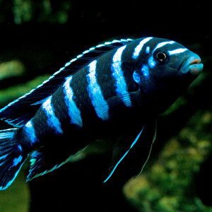 Pseudotropheus demasoni