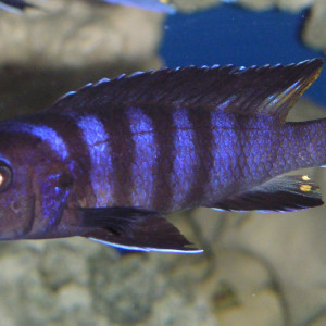 Pseudotropheus elongatus