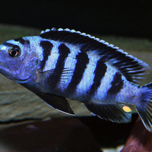 Pseudotropheus saulosi