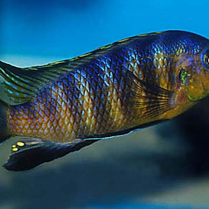 Pseudotropheus tropheops tropheops