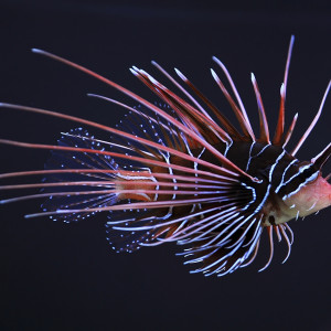 Pterois radiata