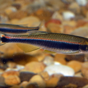 Pteronotropis hypselopterus