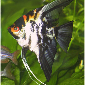 Pterophyllum scalare