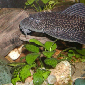 Pterygoplichthys pardalis