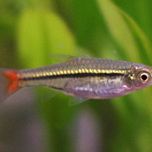 Rasbora borapetensis