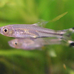 Rasbora trilineata