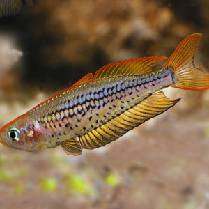 Rhadinocentrus ornatus