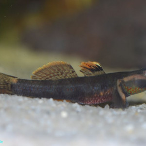 Rhinogobius duospilus
