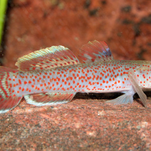 Rhinogobius rubromaculatus