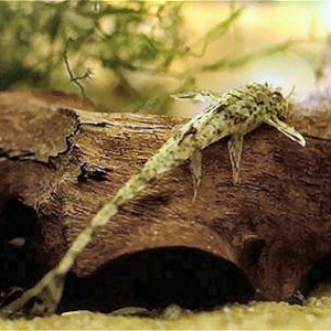 Rineloricaria parva