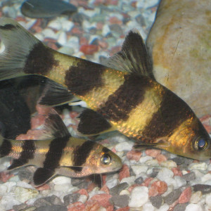 Sarcocheilichthys sinensis sinensis