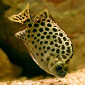 Scatophagus argus